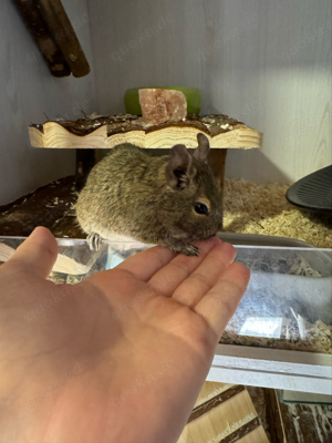 degu männchen 