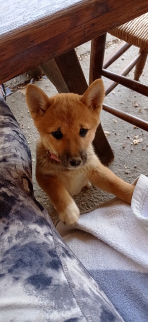 süsse shiba inu welpen 