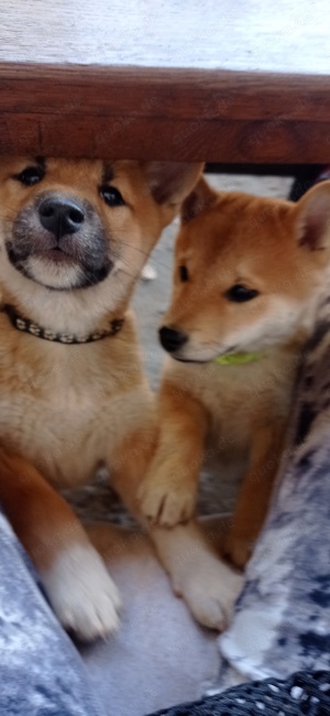 Welpen shiba inu reinrassig  Bild 2