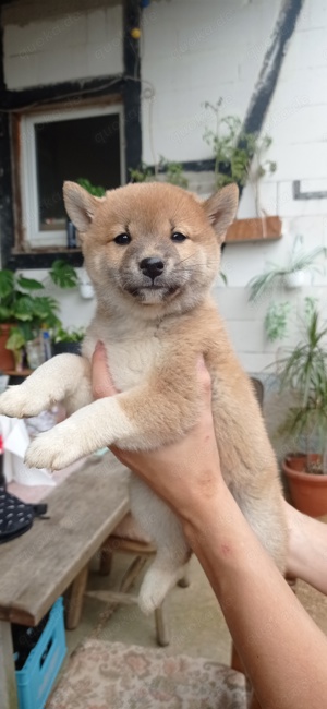 Welpen shiba inu reinrassig  Bild 3