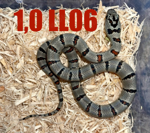 Lampropeltis leonis