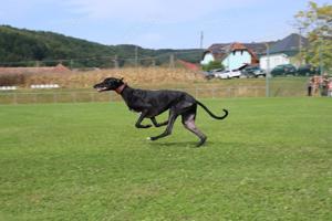 Alex, z.Zt. in Ungarn, schwarzer Blitz möchte Dich begeistern  Bild 8