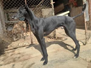 Alex, z.Zt. in Ungarn, schwarzer Blitz möchte Dich begeistern  Bild 9