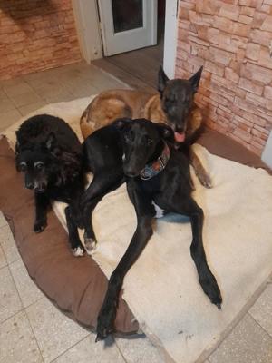 Alex, z.Zt. in Ungarn, schwarzer Blitz möchte Dich begeistern  Bild 10