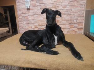 Alex, z.Zt. in Ungarn, schwarzer Blitz möchte Dich begeistern  Bild 7