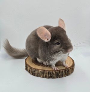 Chinchilla Männchen Braun Pearl zur Abgabe,