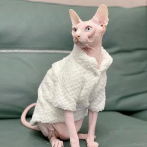 Deckkater Canadian Sphynx