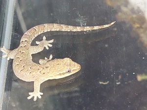 Jungferngeckos (Lepidodactylus lugubris)