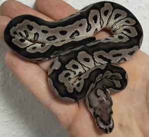 0.1 Axanthic Clown Tsk Linie