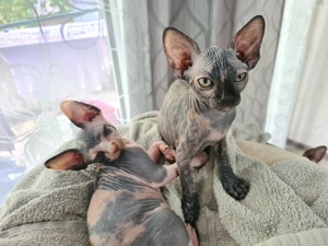 sphynx Mädchen Abgabebereit 