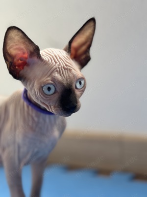 Canadian Sphynx Kitten