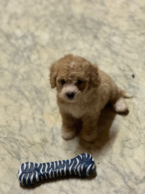 Maltipoo Welpen