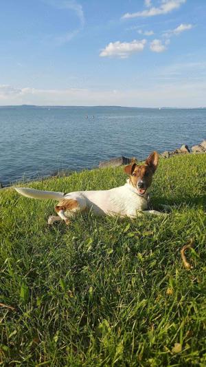 Lilo, auf Pflegestelle in Ungarn, möchte wieder Spaß beim Spielen haben