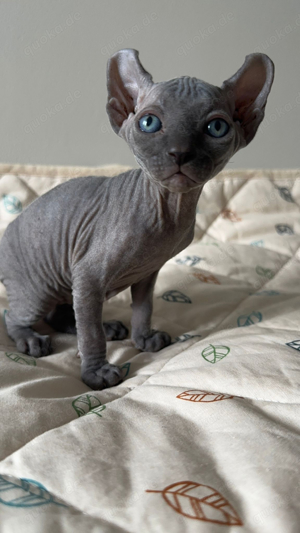 Sphynx Kitten zu verkaufen   Best Line Stammbäume