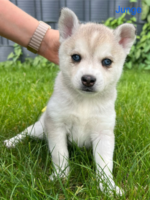 Pomklee Welpe (Minihusky), Klee Kai, Pomsky