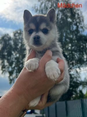 Pomklee Welpe (Minihusky), Klee Kai, Pomsky