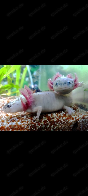 Axolotl Jungtiere Harlekin & Albino 