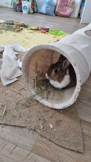  dringend ! Kaninchen abzugeben