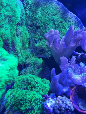 Meerwasser Korallen  Bild 3