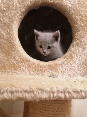 Reinrassige Russisch-Blau-Kitten