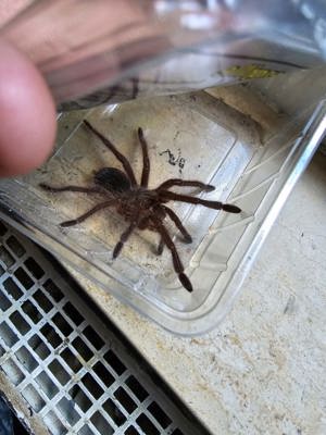 Theraphosa.blondi