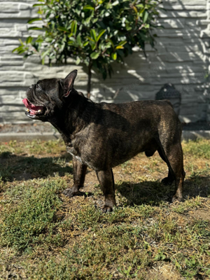 deckrüde französiche bulldogge