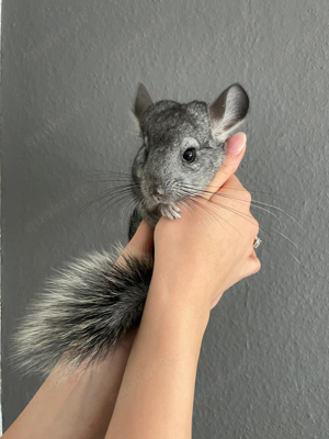 Wunderschönes Chinchilla Baby Männchen sucht ein neues liebevolles zu Hause :)