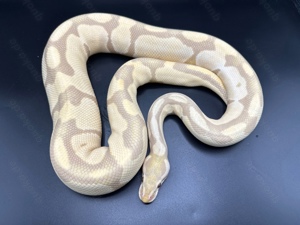 1.1 Candino Pied adult 