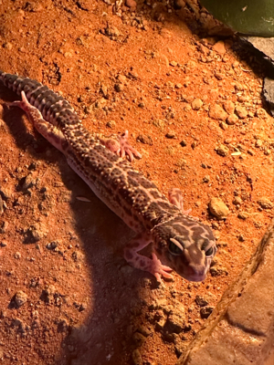 Leopardgecko Männlich