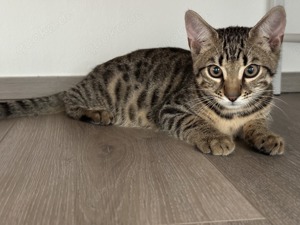 Verspielte Bengal Katzenbabys suchen ein liebevolles Zuhause