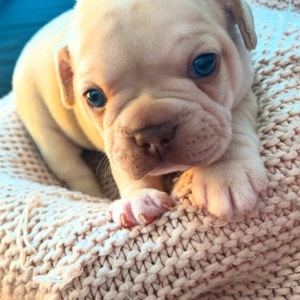 Wunderschöne freiatmende französische Bulldoggen Welpen    