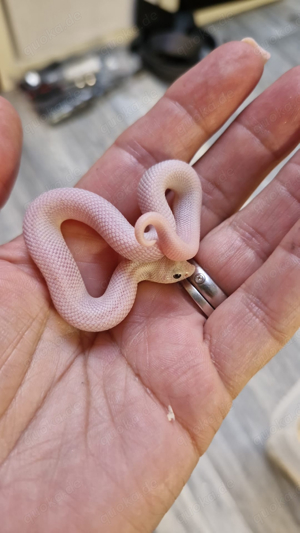 1.0 caramel lucy hognose 