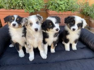 Reinrassige Australian Shepherd Welpen