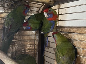 Pennantsittiche Natur und Mutation ab 60,-  abzugeben  Bild 4