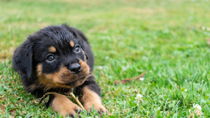 8 Rottweiler Welpen ab 04.10.2024 abzugeben