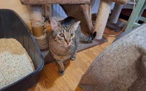 Kuschelkater Merino sucht ein Zuhause