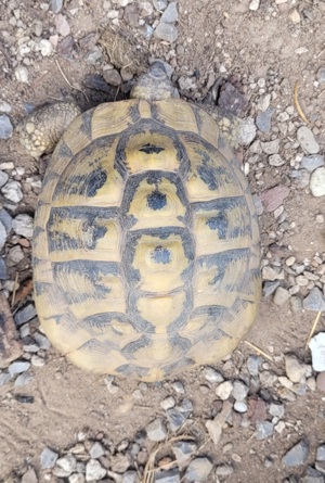 Griechische Landschildkröten ( Testudo Heramnni  ) männlich