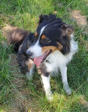 Australian Shepherd Rüde