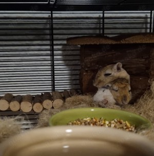 3x Mongolische Wüstenrennmäuse *jung, neugierig & zutraulich* - Gerbils (nächst Zwerghamster)