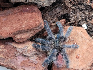 Ybyrapora Diversipes