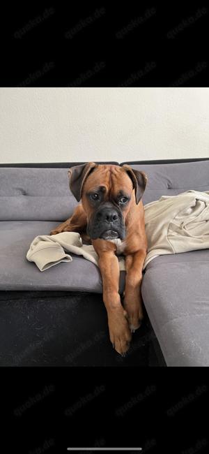 Boxer Hündin 3 Jahre 