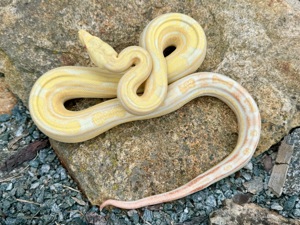 Boa constrictor Albino Motley pos het Leopard 