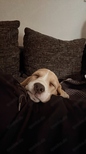 Beagle Welpe (14 Wochen alt)