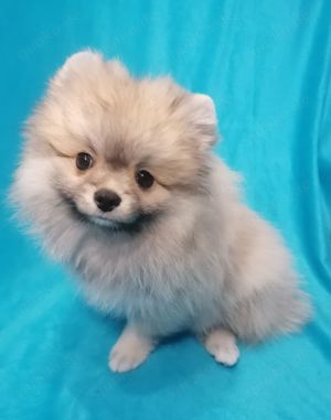 Zwergspitz  Pomeranian Mädchen