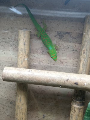 Phelsuma Pasteuri 0.1