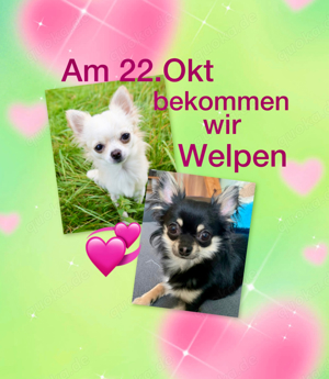 chihuahua welpen reinrassig ab 22.okt 