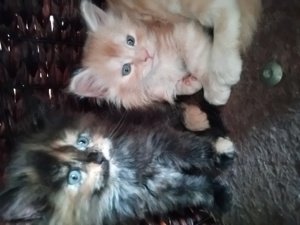 Main Coon Kitten mit Stammbaum