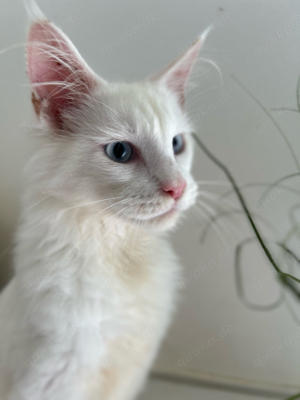 Maine Coon Kitten, weiß mit blauen Augen