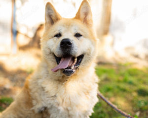 Hachiko sucht deine wahre Freundschaft