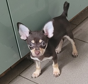 Reinrassige chihuahua Rüde 